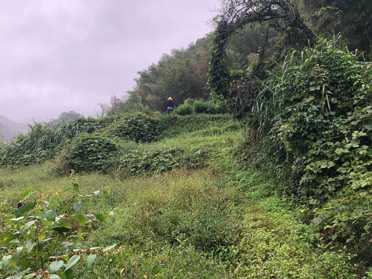 必发妄想 | 我司土地整治项目二次荣登央视，，，，，，，荒地变良田，，，，，，，智绘好丰景